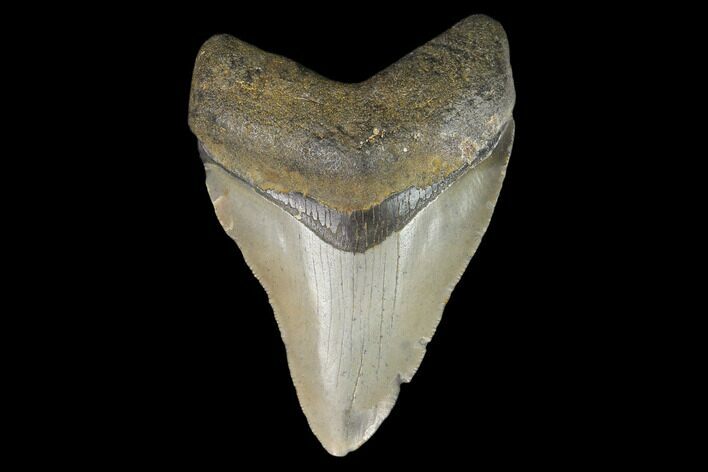3.38" Fossil Megalodon Tooth - North Carolina